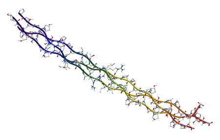 Human collagen segmentの写真素材