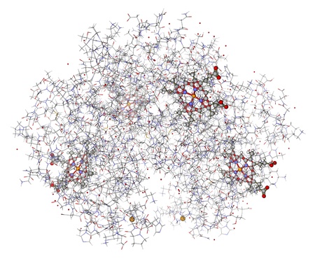 Human hemoglobin  deoxyhemoglobin  with hemes showed in balls and sticksの写真素材