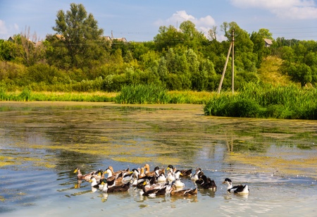 Ducks on a bog lake - Russia, Kursk regionの写真素材