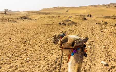 Sahara as seen by a camel rider - Egyptの写真素材