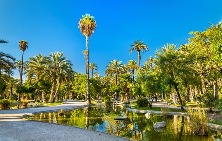 The Palmeral of Elche, Spain, one of the largest in the world. UNESCO heritage site