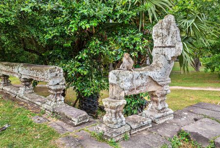 Monkey at Angkor Wat in Cambodiaの写真素材