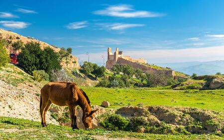 Mule on a pasture in Fes, Moroccoの写真素材