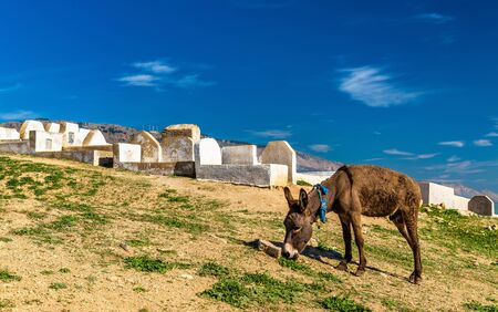 Donkey near Marinid Tombs in Fes, Moroccoの写真素材