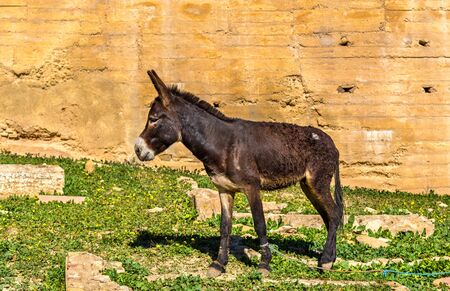 Donkey at the city walls of Fes, Moroccoの写真素材