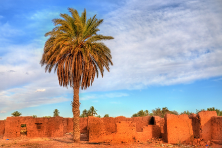 Palm grove at Ouarzazate, Moroccoの写真素材