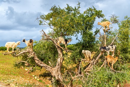 Goats graze in an argan tree - Moroccoの写真素材