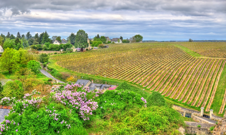 Vineyard in Chinon - Loire Valley, Franceの写真素材