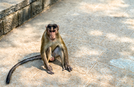 Bonnet macaque on Elephanta Island near Mumbai in Indiaの写真素材