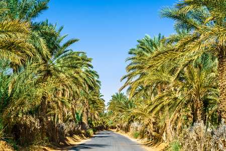 Road in oasis at Tamacine, Algeriaの写真素材