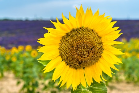 Sunflowers with bees in a field of Provence, Franceの写真素材