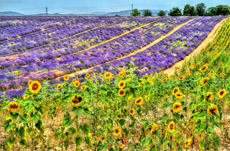Sunflower and lavender field in Provence, Franceの写真素材