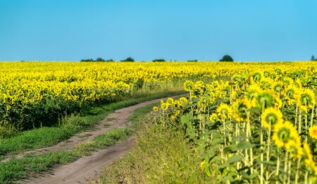 Dirt road in a sunflower field in Russiaの写真素材
