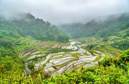 Banaue Rice Terraces in the rain. Luzon Island, Philippines.の写真素材