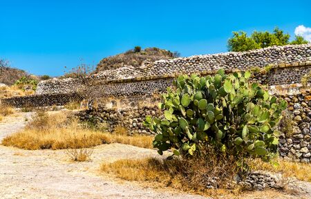 Prickly pear plant at the Yagul archaeological site in Mexico