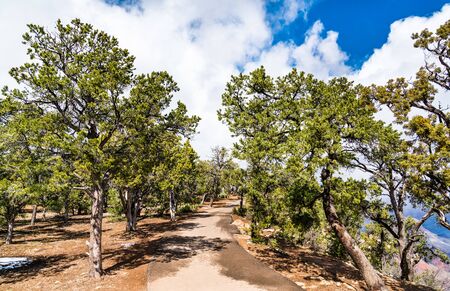 Trail along the South Rim of the Grand Canyonの写真素材