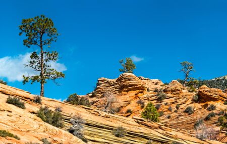 Landscape of Zion National Park along Pine Creekの写真素材