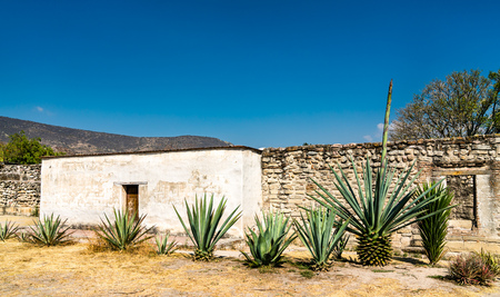 Cactuses at the Mitla Archaeological Site in Oaxaca, Mexicoのeditorial素材