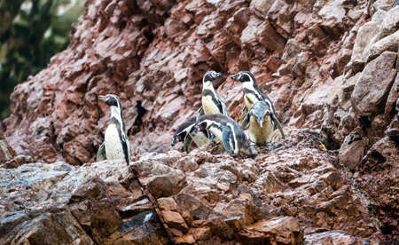 Humboldt penguins on the Ballestas Islands in Peruの写真素材