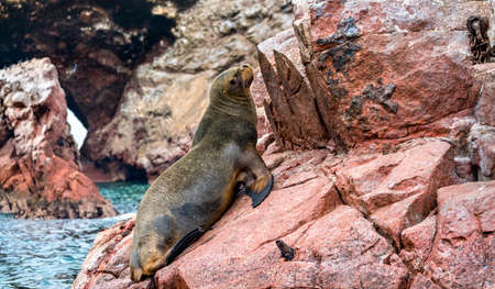 Sea lions resting on the stones in the Ballestas Islands of Peruの写真素材
