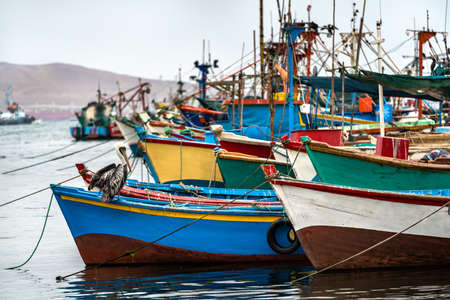Pelican on a wooden boat at Paracas in Peruの写真素材