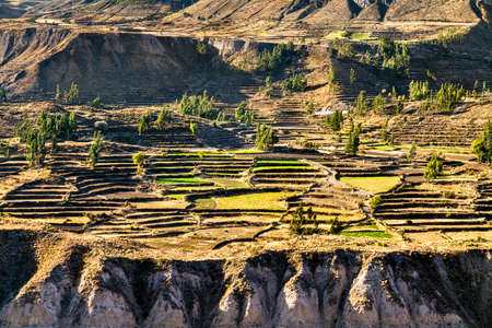 Terraced field within the Colca Canyon in Peruの写真素材