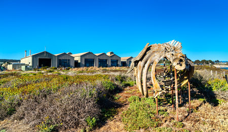 Gray whale skeleton on display at a Marine Laboratory of the University of California, Santa Cruz, United Statesの写真素材