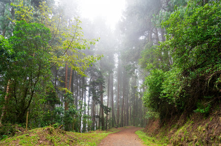 Misty cloud forest shrouded in fog in Cocora Valley, Colombiaの写真素材