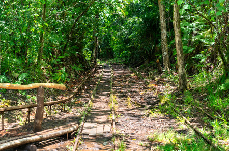 Rusty narrow gauge rails snake through lush rainforest on Ngardmau Waterfalls Trail in Palau, their mossy remains marking an abandoned logging route amid vibrant green jungleの写真素材