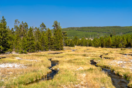 The thermal Rabbit Creek winds through a golden meadow in Yellowstone National Park. A dense pine forest stands in the background under a clear, deep blue skyの写真素材