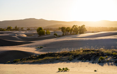 The St. Anthony Sand Dunes in Idaho are lit by a vibrant golden sunset. The warm light creates deep shadows and highlights the ripples in the sand. Represents a vast, peaceful desert landscapeの写真素材