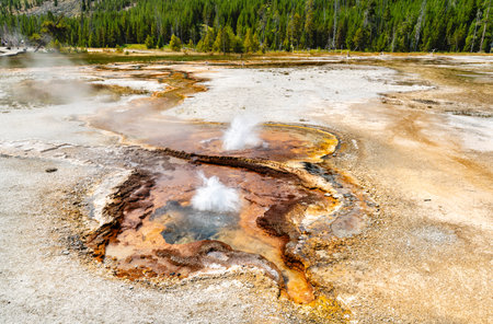 Geyser erupts in Black Sand Basin of Yellowstone National Park Wyoming. Steam rises from hot spring with colorful orange bacterial mats near green pine forestの写真素材