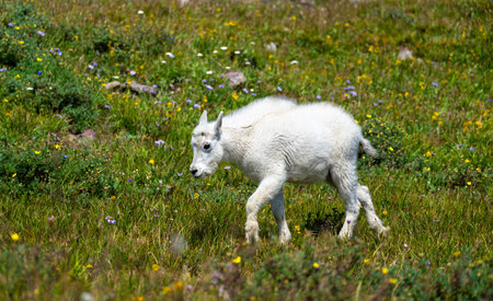 White mountain goat kid walks through green alpine meadow near Hidden Lake Overlook in Glacier National Park Montana. Wild animal roams freely in natural habitat on sunny summer dayの写真素材