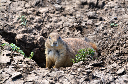 Close-up of Black-tailed Prairie Dog lying on the ground at Roberts Prairie Dog Town in Badlands National Park, South Dakotaの写真素材