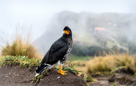 Carunculated Caracara or Curiquingue stands on grassy hill at Teleferico Cruz Loma in Quito, Ecuador. Andean bird of prey poses near Ruku Pichincha volcano on foggy dayの写真素材