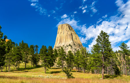 Massive igneous rock formation of Devils Tower rises above pine forest in Wyoming, USA. Geologic landmark features vertical columnar jointing and scree field under blue skyの写真素材