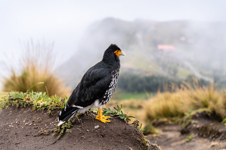 Carunculated Caracara or Curiquingue stands on grassy hill at Teleferico Cruz Loma in Quito,...
