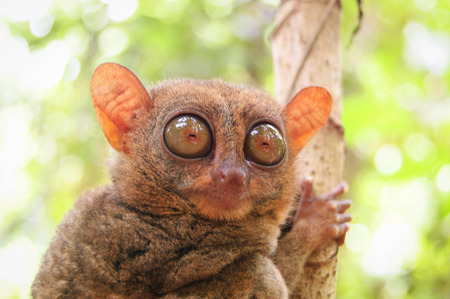 phillipine tarsier in tropical forest .の写真素材