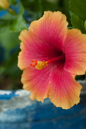 bright tropical flower