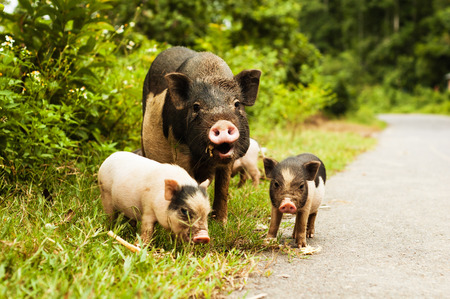 cute pig with piglets on countryside road.の写真素材