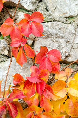 Red ivy leaves on grey stone wall.の写真素材