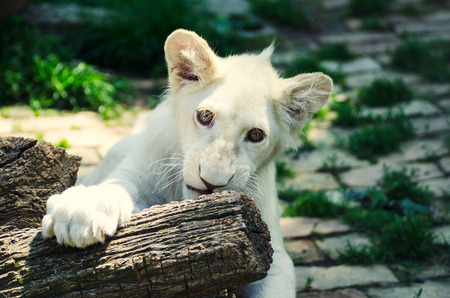 Cute white lion cub in Beograd zoo.の写真素材