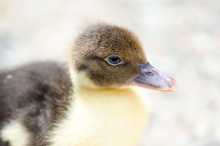 Cute brown fluffy duckling in the countryside.の写真素材
