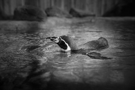 A Humboldt South American Penguinの写真素材