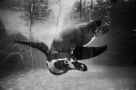 A Humboldt South American Penguin の写真素材