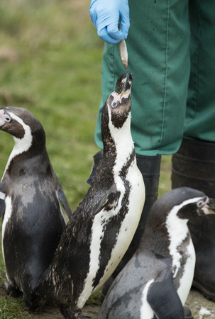 Close up of a Humboldt South American Penguin being fedの写真素材