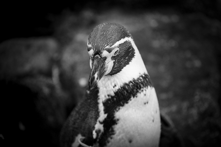 Close up of a Humboldt South American Penguin の写真素材