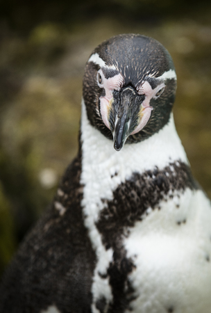 Close up of a Humboldt South American Penguin の写真素材