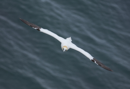 Gannet flying over the North Sea near Bempton Cliffs, Yorkshire, UK.の写真素材