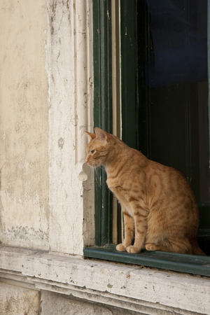 An inquisitive ginger cat watching from a window ledgeの写真素材